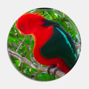 A distorted king parrot! Pin