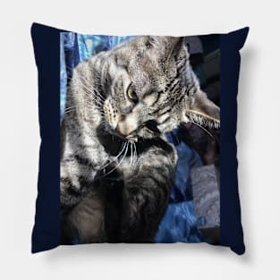 Serious Tabby Pillow