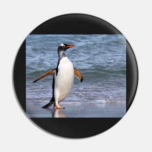 Gentoo penguin back from fishing Pin