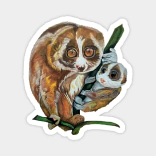 Slow Loris with Baby Magnet