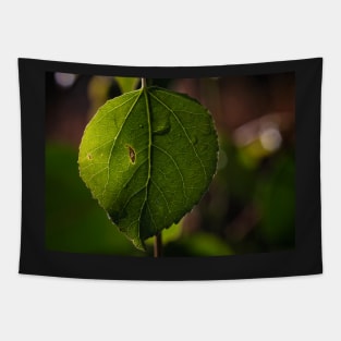 Green Leaf on a Bokeh Background Poster Tapestry