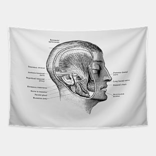 Face Muscular Diagram - Vintage Anatomy Tapestry