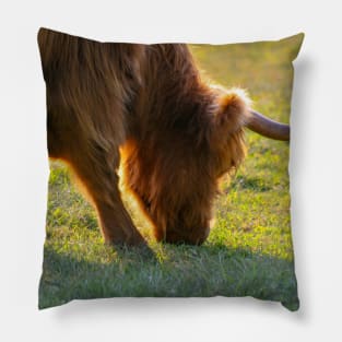 Longhorn Cattle Pillow