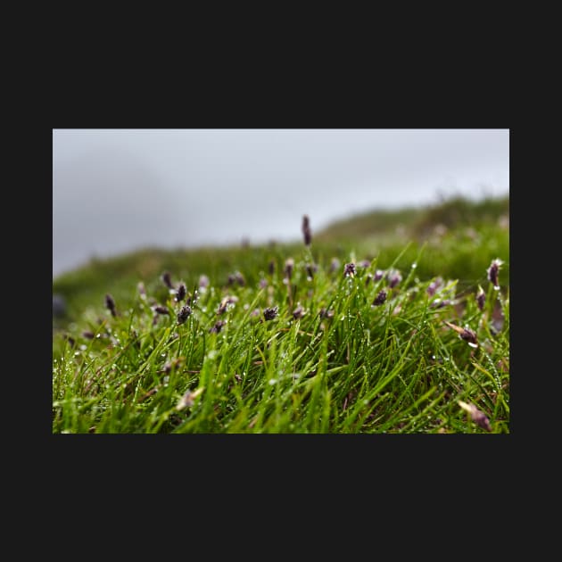 Grass and buds with morning dew by naturalis