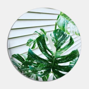 Variegated Monstera Pin