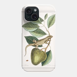 Guana, Lacertus Indicus (1754) Phone Case