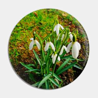 Beautiful Snowdrops In The Grass Fields Pin