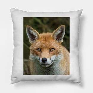 Red Fox portrait Pillow