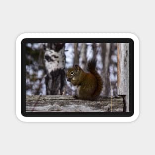 Red Squirrel Snacking. Magnet