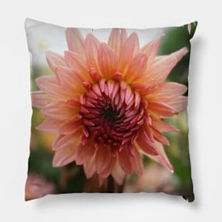 Pink Dahlias Pillow