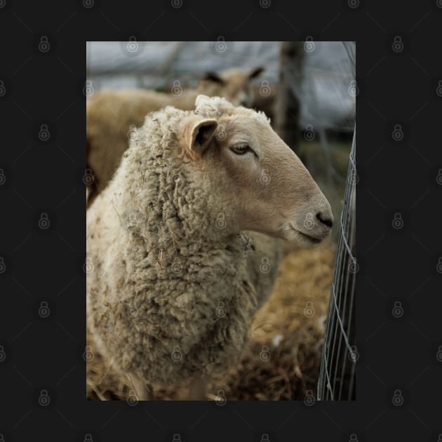 Curious Sheep with Bad Hair Day V1 by Family journey with God