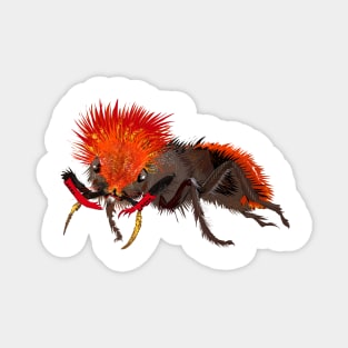 Velvet Ant Magnet