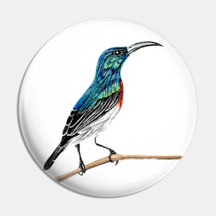 Sunbird illustration Pin