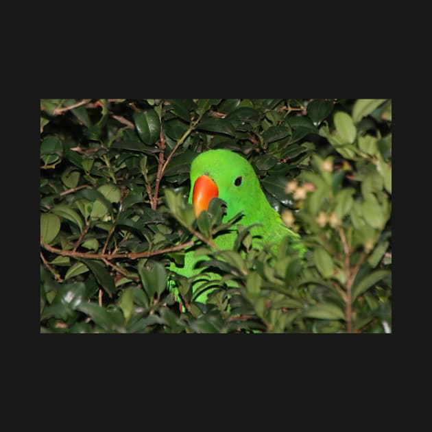 Hiding Out - Male Eclectus Parrot #2 by Carole-Anne