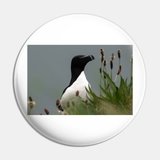 Razorbill on a cliff edge Pin