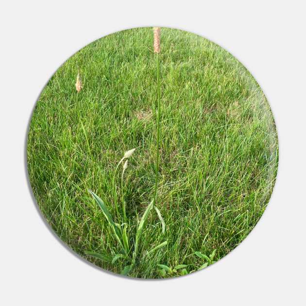 Grassland Plants Pin by Amanda1775