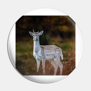 Fallow Deer, Richmond Park, London Pin