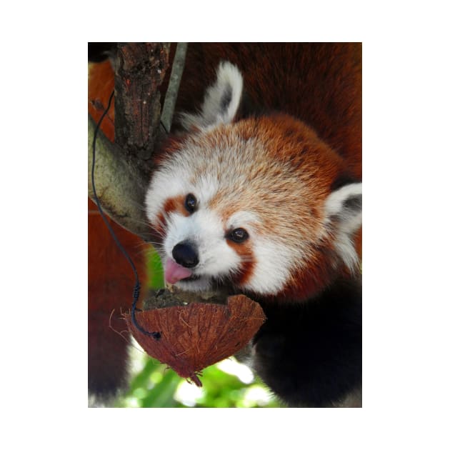 Red Panda by kirstybush