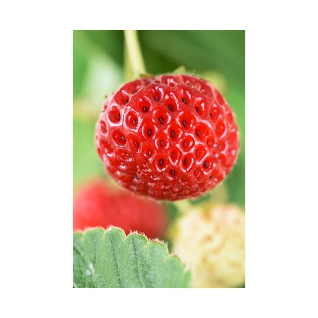 Fragaria x ananassa &#39;Framberry&#39; Strawberry by chrisburrows