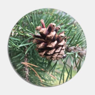 Pine Cone Pin