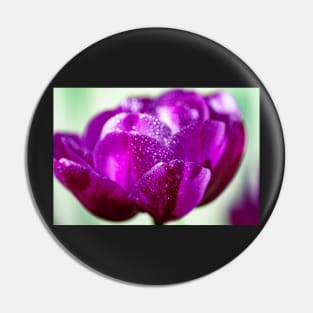 Dewdrops on a purple tulip Pin