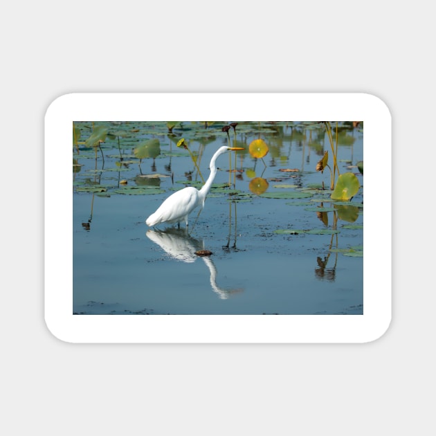 Egret hunting Magnet by FlyingLilly