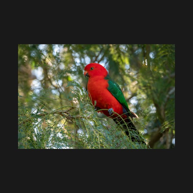 Male King Parrot, Queensland Australia by AndrewGoodall