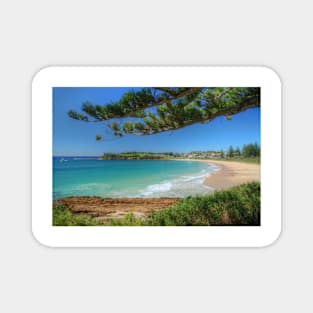 Bermagui & Pine Magnet