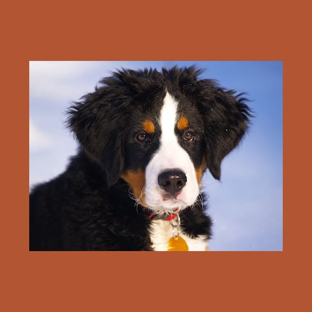 bernese mountain dog rust puppy by Wanderingangel