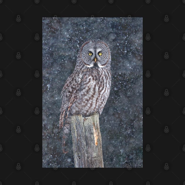 Great Grey Owl in Snow by Jim Cumming