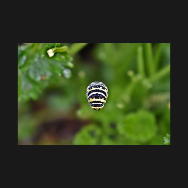 Swallowtail Caterpillar by A Thousand Words Photography