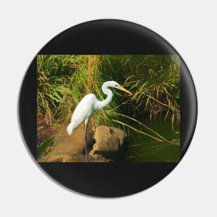 Great White Egret By Water Pin