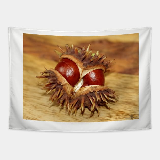 horse chestnut - conker Tapestry by Simon-dell