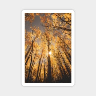 Sunburst Through Autumn Aspen Grove Magnet