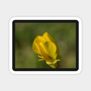 Buttercup 23 Magnet