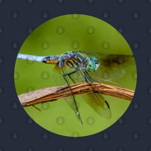 Blue Dasher Dragonfly Photograph by love-fi