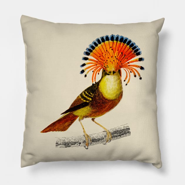 Vintage royal flycatcher bird - animalia Pillow by Phantom Troupe