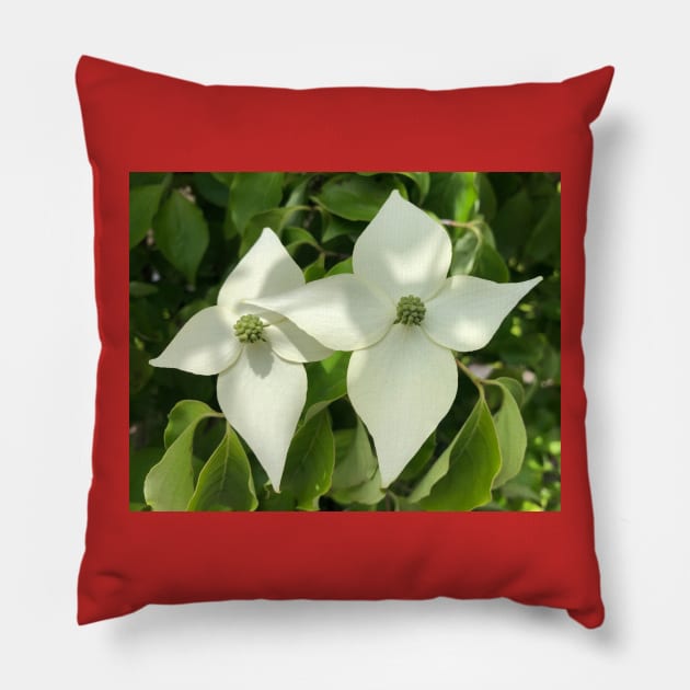 Peaceful White Star Dogwood Pillow by Photomersion