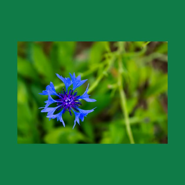 Blue cornflower herb flower head isolated on natural green background by lena-maximova