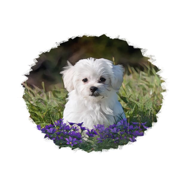 Maltese Puppy by PhotoArts