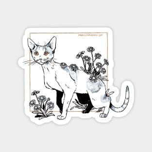 Devon rex Magnet