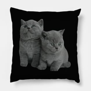 kittens on the black Pillow