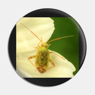 Cute Bug on Green & White Pin