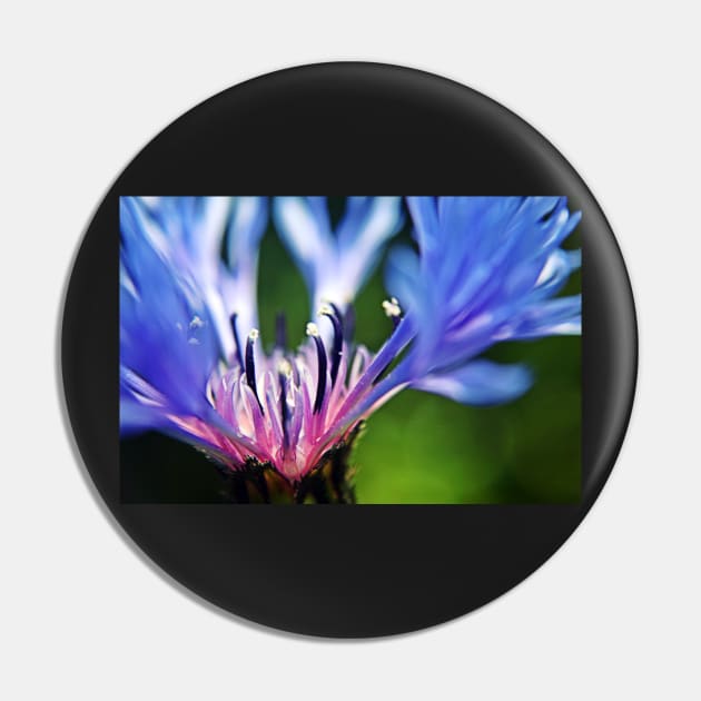 Cornflower Floral Macro Art Pin by InspiraImage