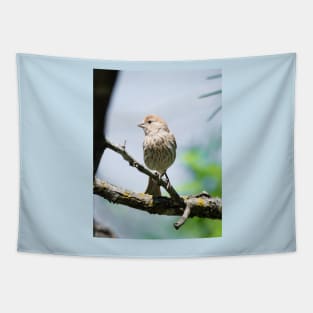 House Finch Profile Tapestry