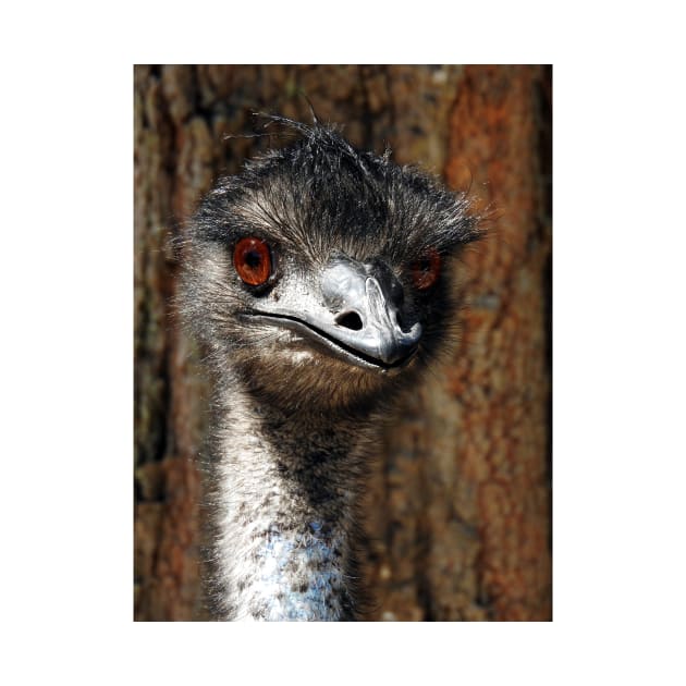 Emu by kirstybush