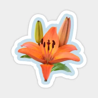 Lilium  &#39;Orange Pixie&#39;  Dwarf Asiatic lily Magnet