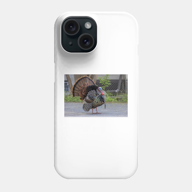 Urban Wild Turkey Phone Case by Jim Cumming