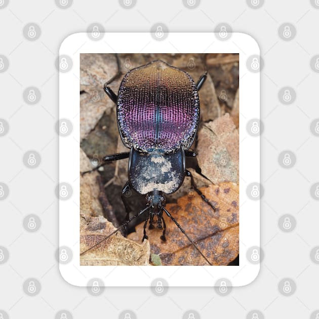 Iridescent ground beetle, possibly Scaphinotus sp. Magnet by SDym Photography