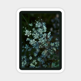 Cow Parsley Magnet